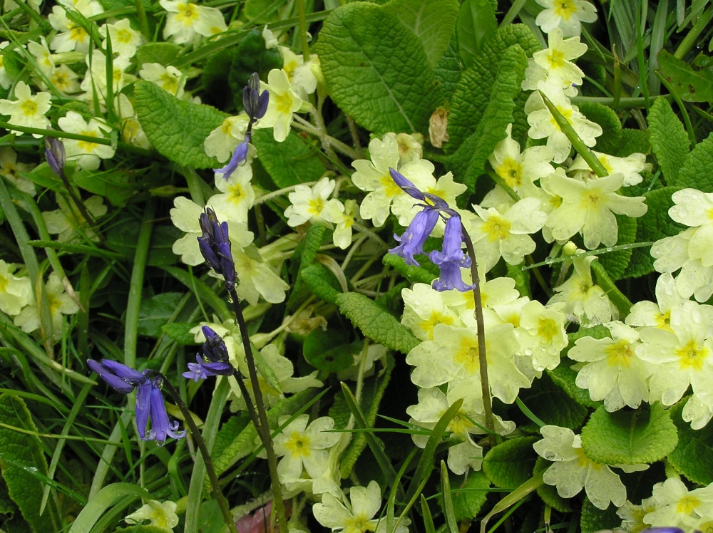 Primroses and bluebells flowering in Caerhays Castle gardens, Cornwall