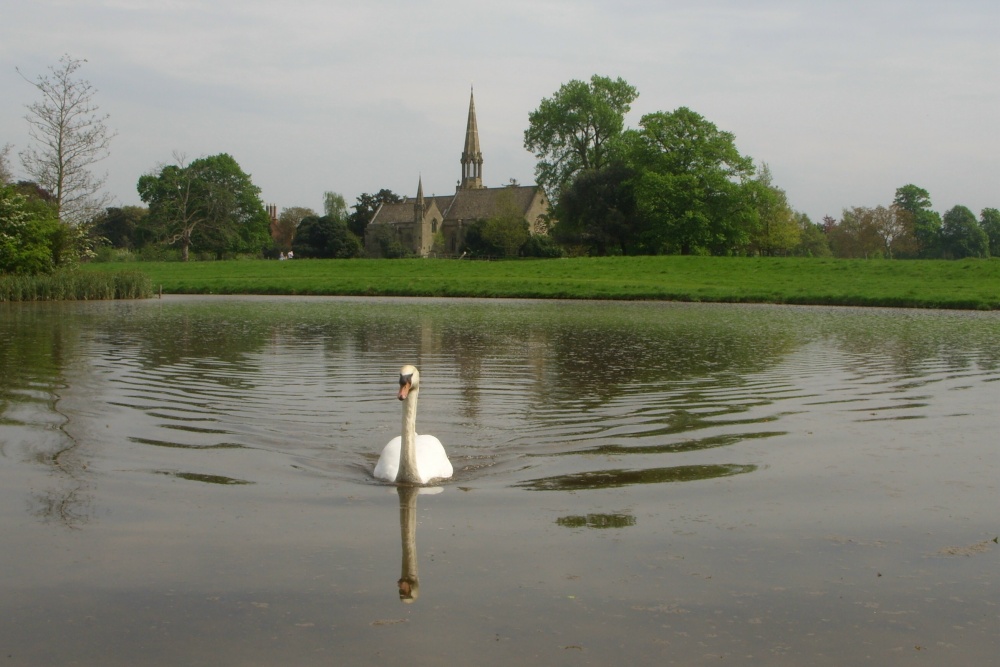 Swan on the lake at Charlecote Park