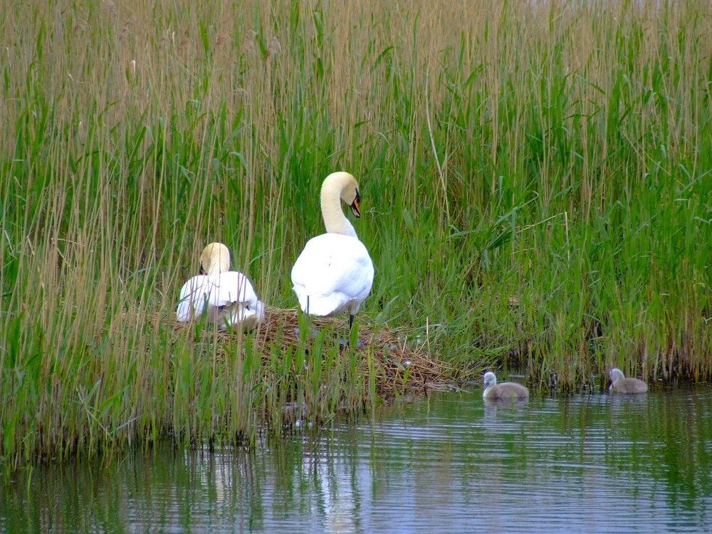 Mute swans....cygnus olor and cygnets