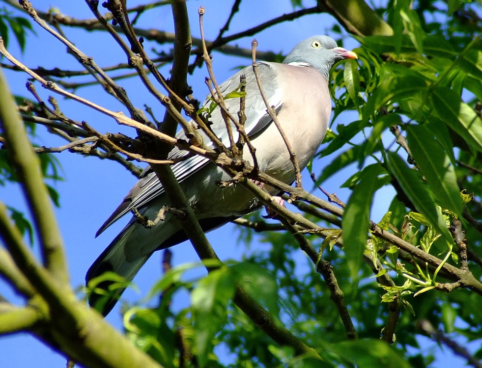 Wood pigeon....columba livia