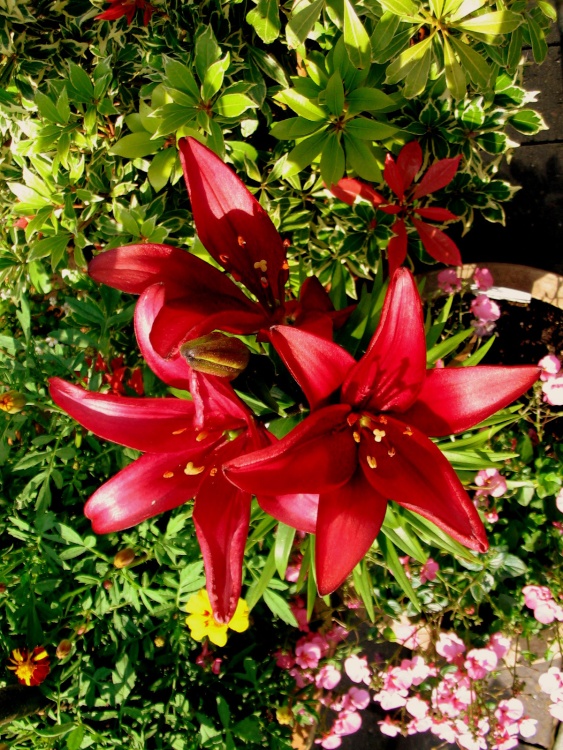 Garden Lilies