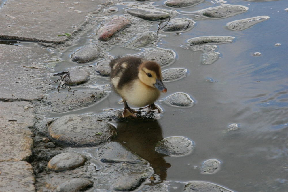 Duckling near the River Ouse