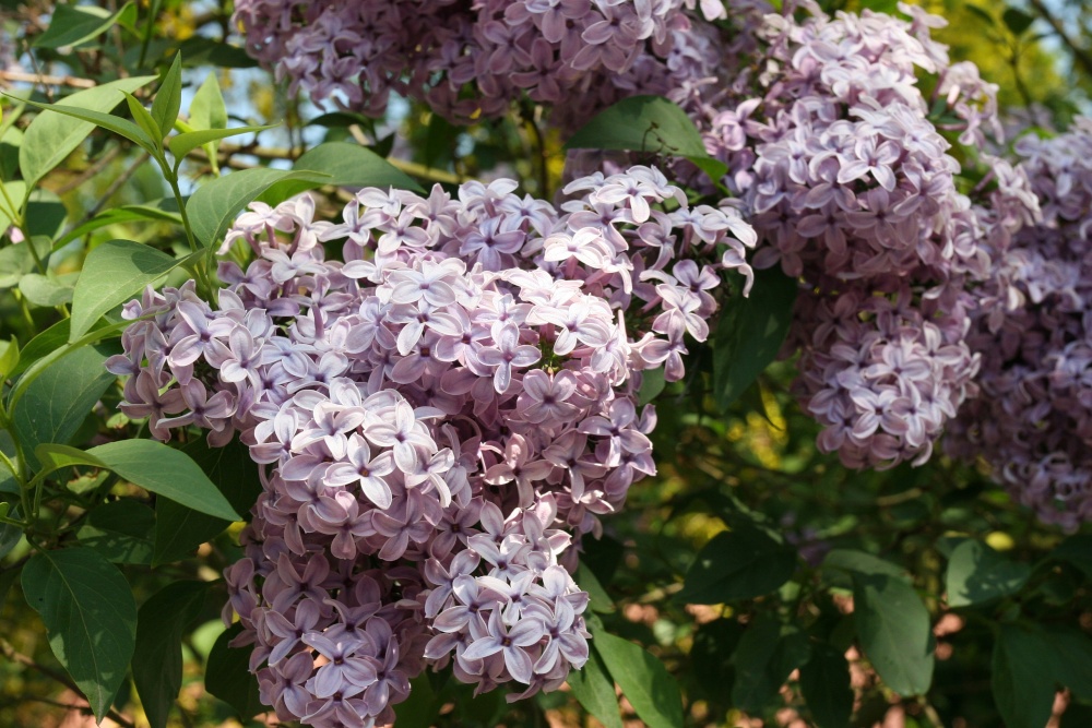 Lilac, Abbey Gardens