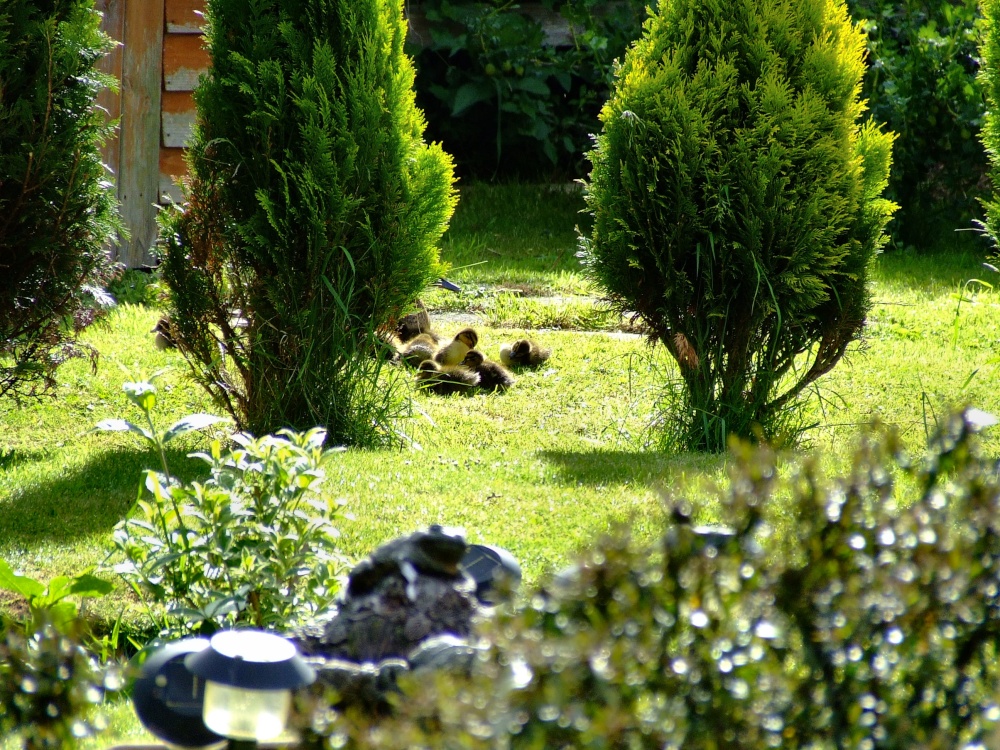 Mallard Ducklings....anas platyrhynchos, in my garden