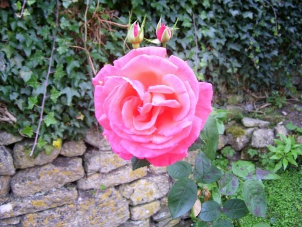 Large Pink Rose with Buds