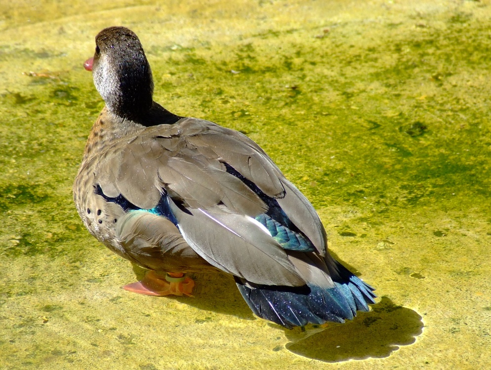 Pretty duck