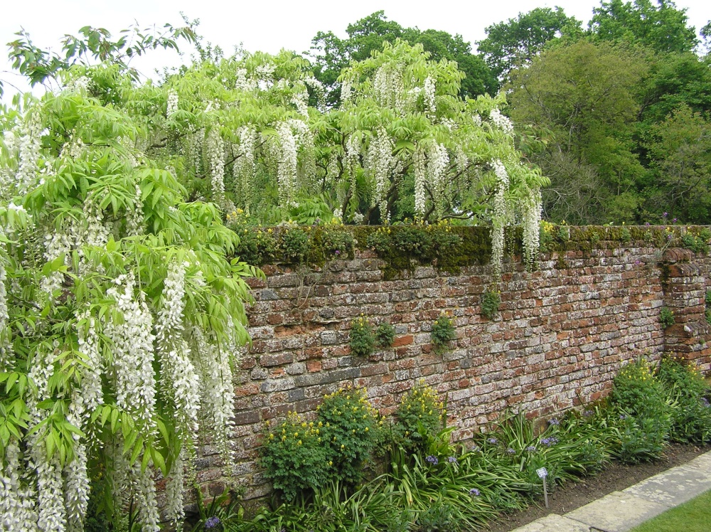 White wisteria falls over a wall at Sissinghurst castle garden, Kent