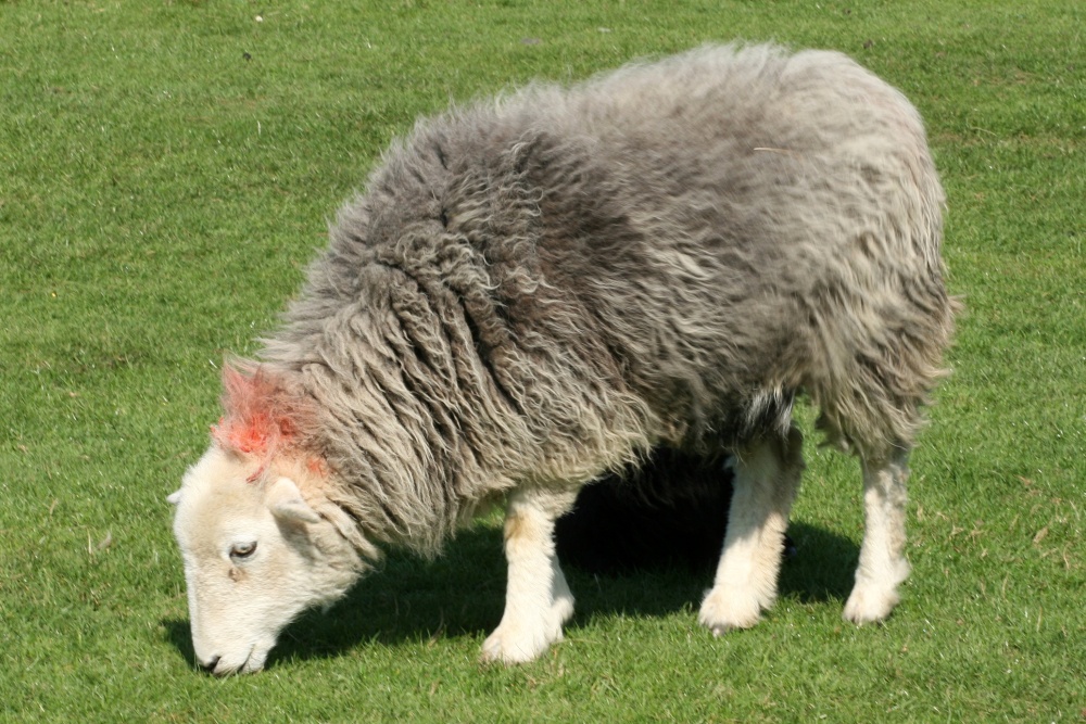 Herdwick ewe