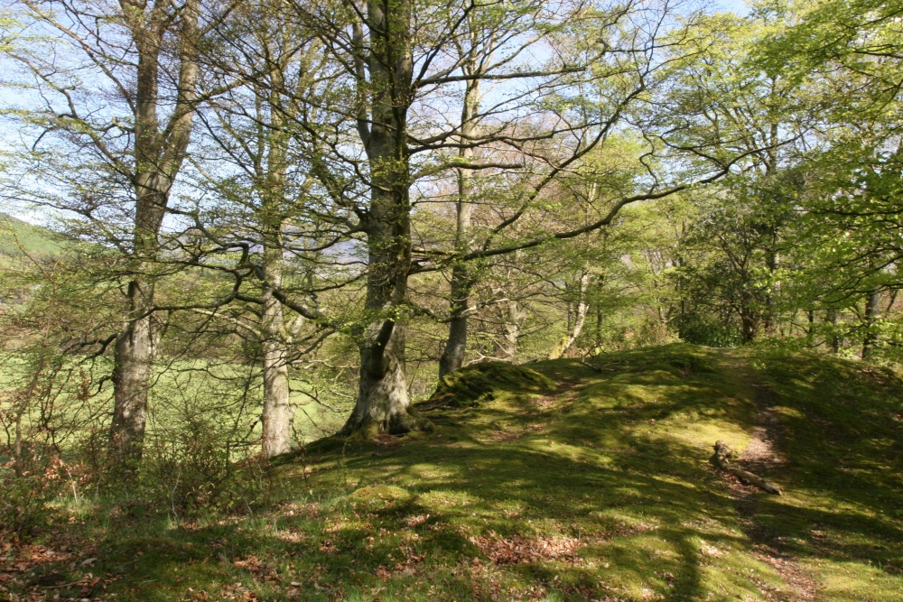 Lakeside woods at Hawes End