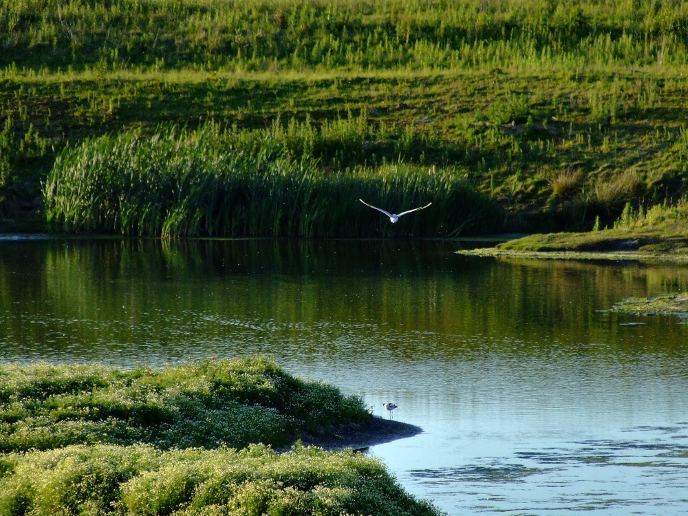 Gull at the wetlands