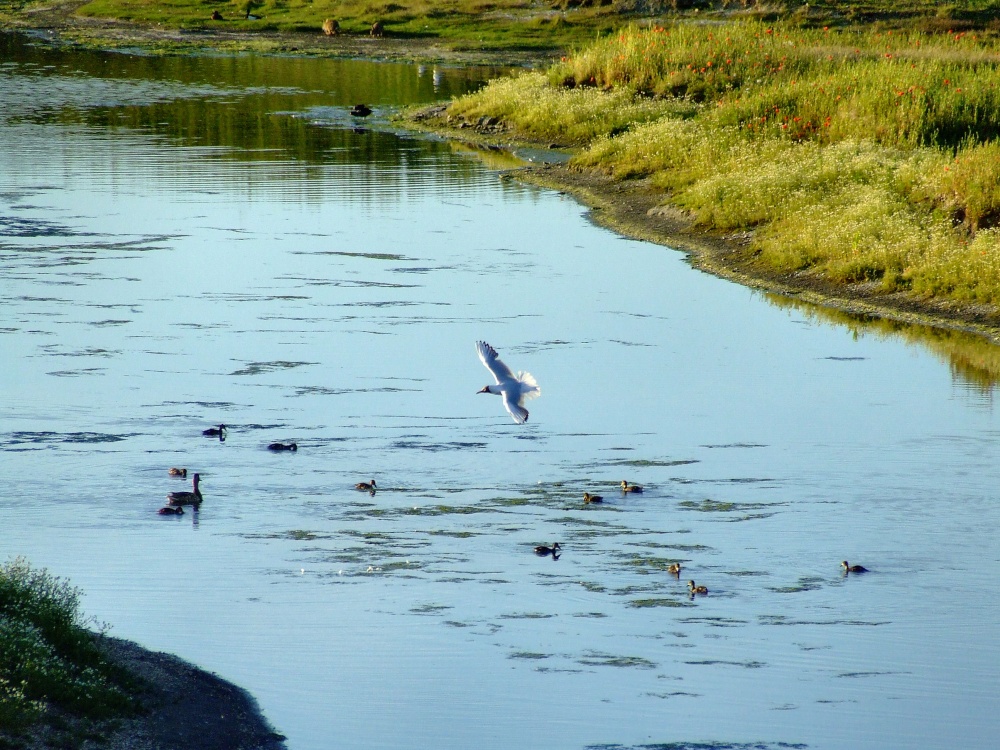 Gull flying over duck and ducklings