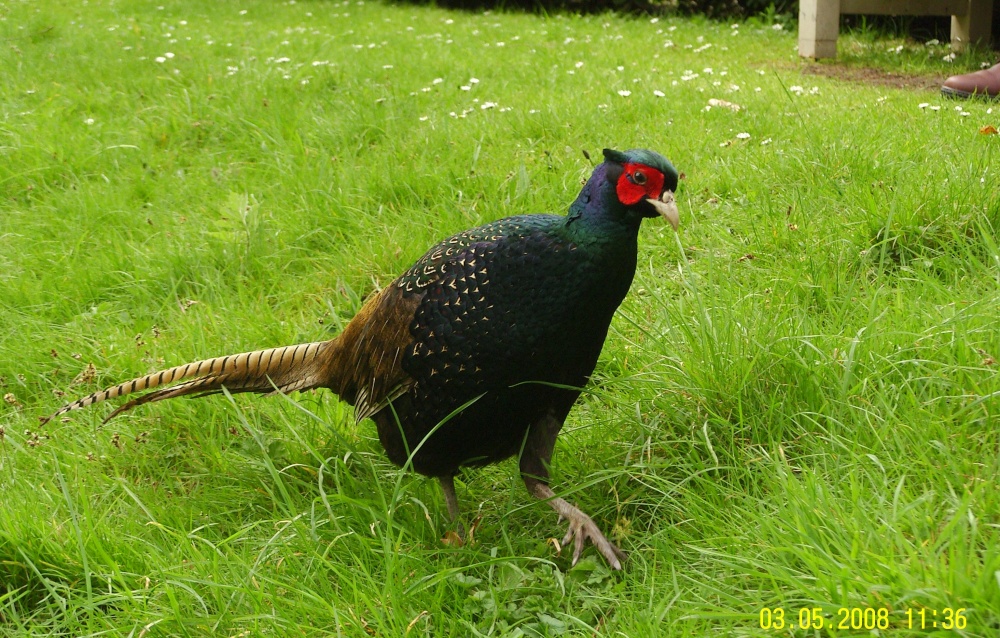 This Pheasants was almost tame and wondered around the visitors.