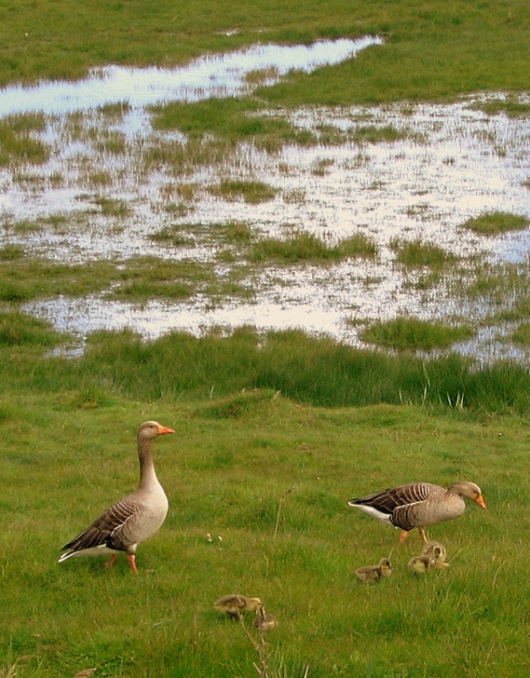 Grey Geese on The Marsh