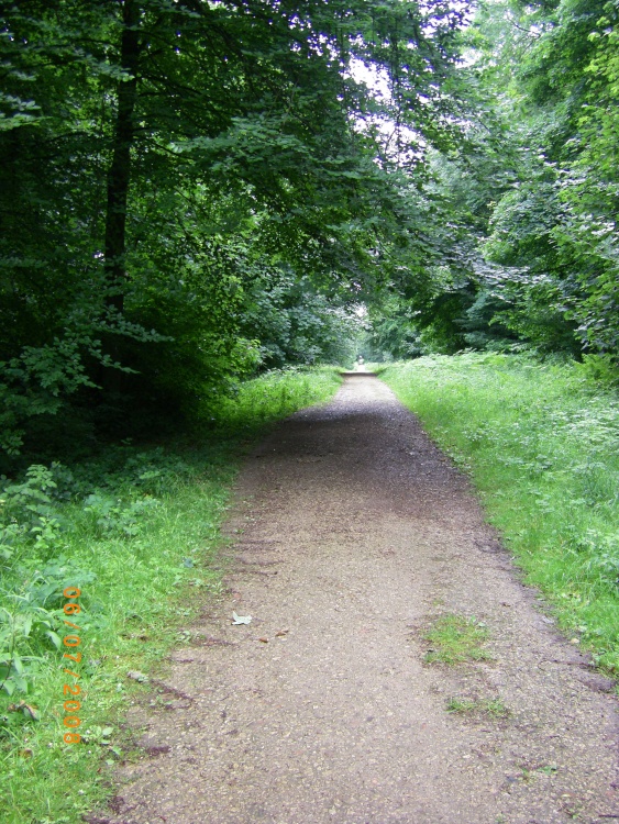 Whitwell Woods