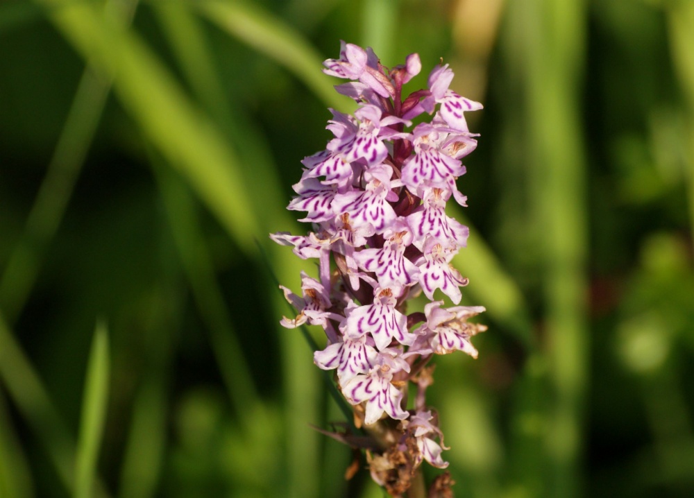 Common Spotted Orchid, Calvert Jubilee Nature Reserve, Calvert, Bucks