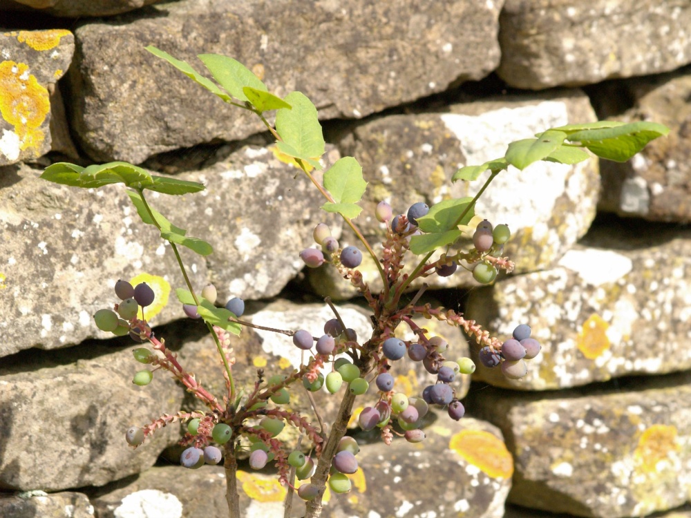 Berries against a wall near the Church, King's Sutton, Northants.