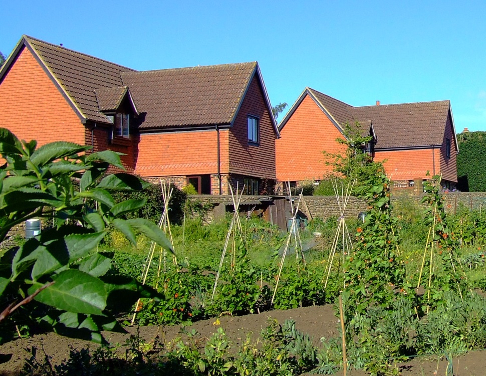 Part of the allotment at Scaldwell