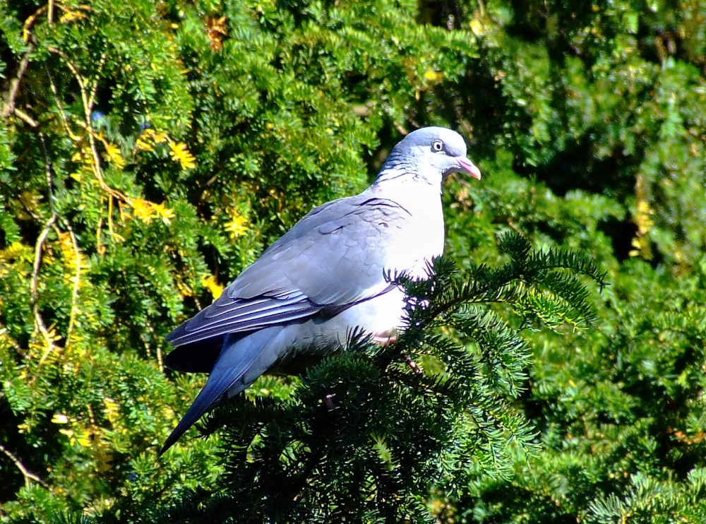 Northamptonshire wood pigeon