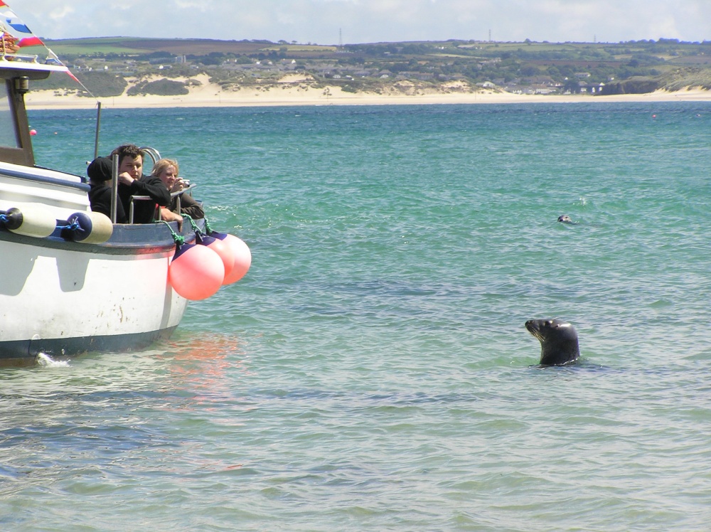 Grey seals are frequently seen in the harbour at St Ives