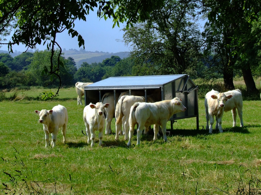 Young calves near Ashford