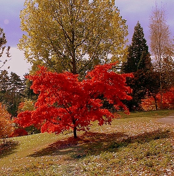 A Maple Tree in Full Colour