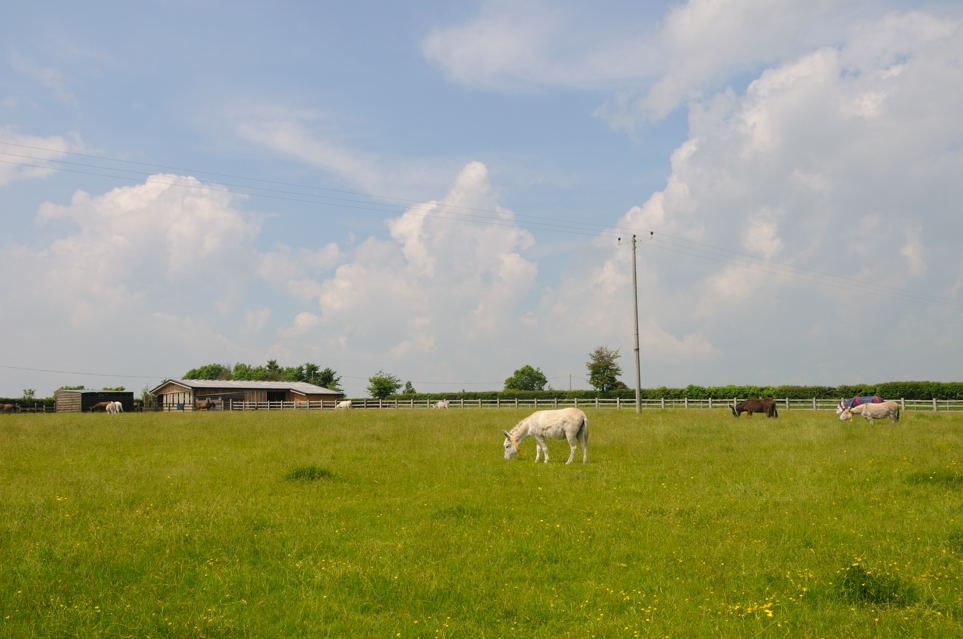 Donkey Sanctuary and field