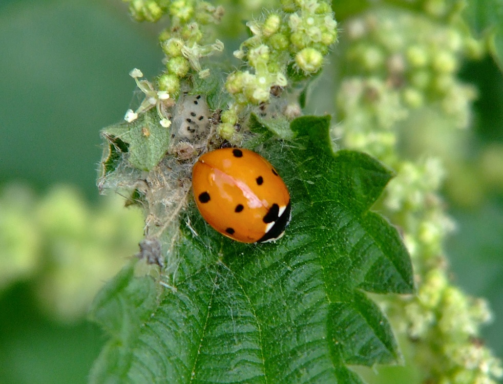 Seven spot ladybird.....coccinella-7-punctata