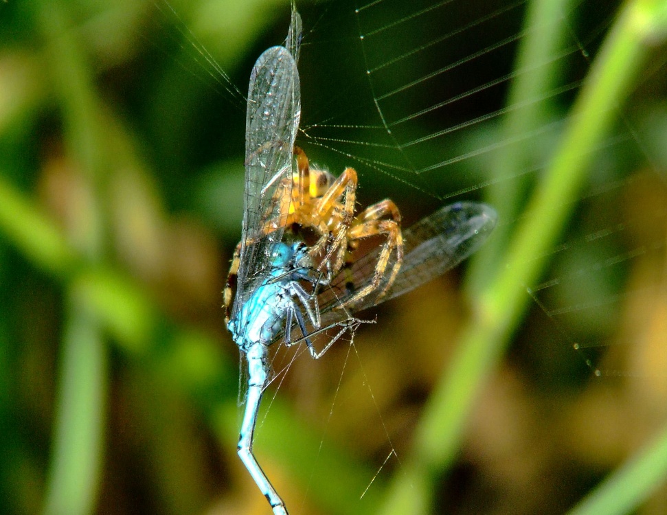 Spider and damselfly 4