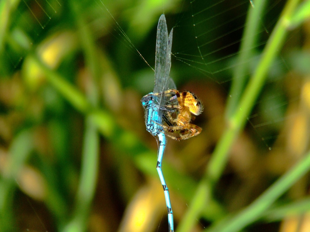 Spider and damselfly 5