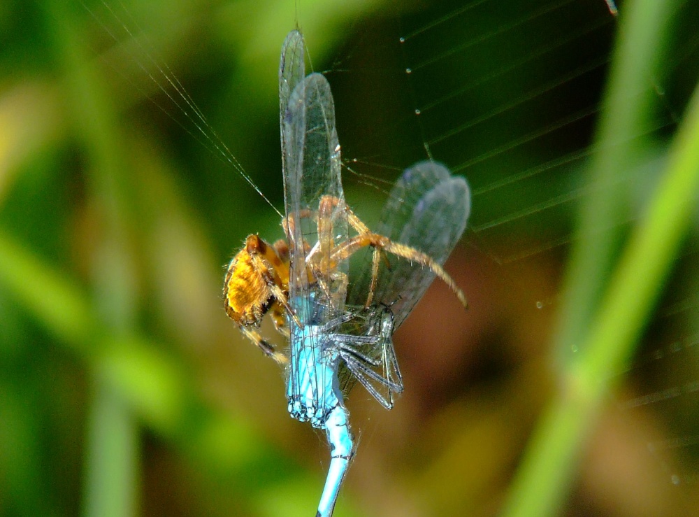Spider and damselfly 7