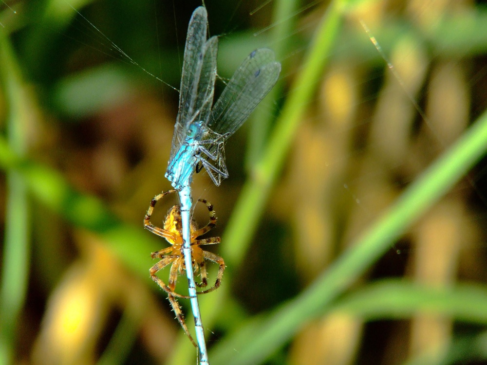Spider and damselfly 8