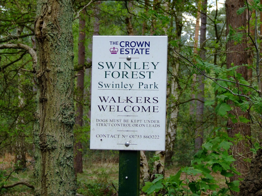 Swinley forest, Bagshot, Surrey.