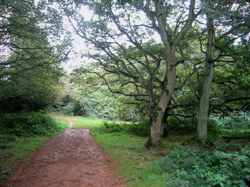 A walk in Shotover Country Park, Oxford