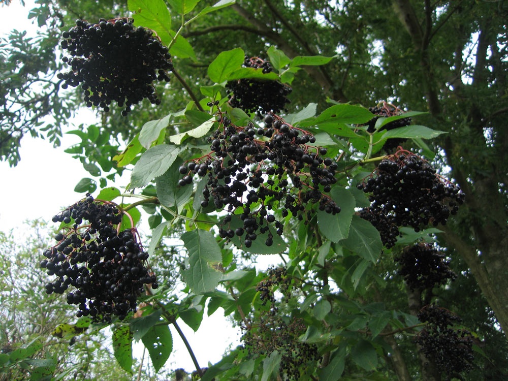 Elderberries, Shotover Country Park