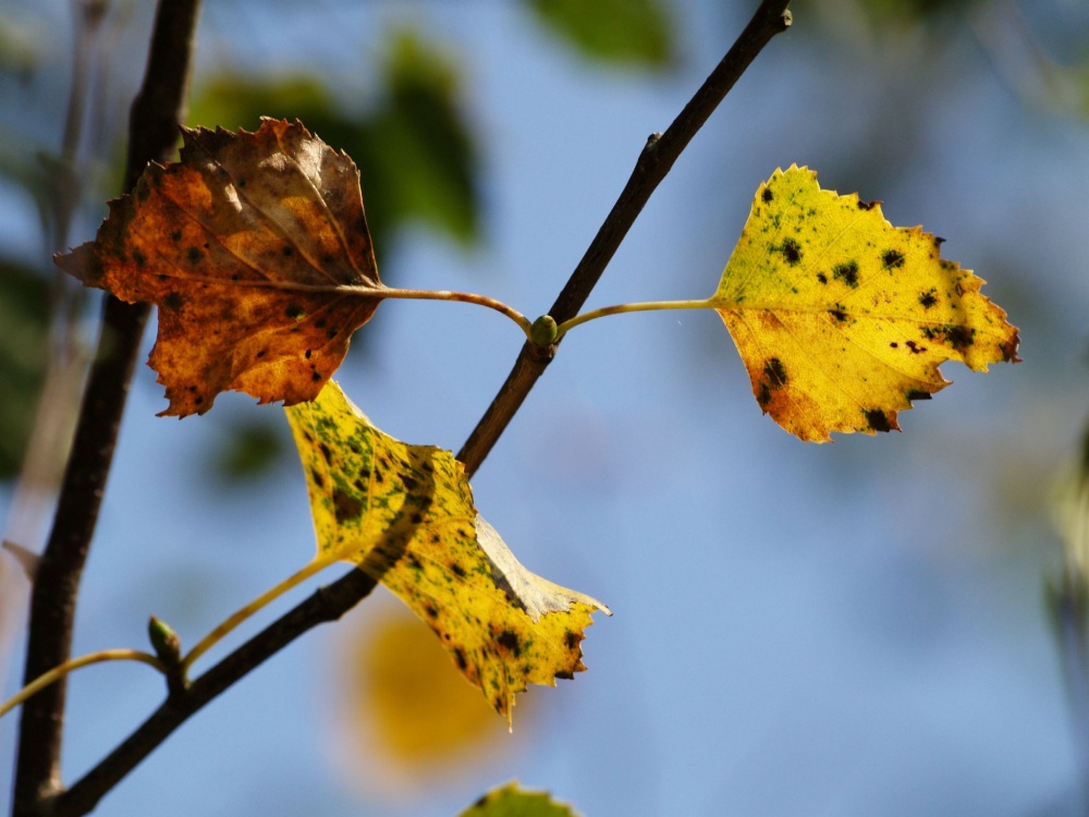 Autumn leaves, Hazelborough Wood, Silverstone, Northants.