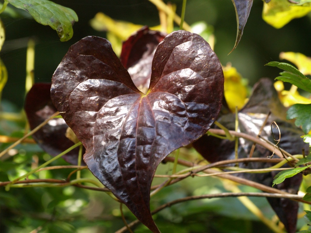 Heart-shaped leaf, Hazelborough Wood, Silverstone, Northants.