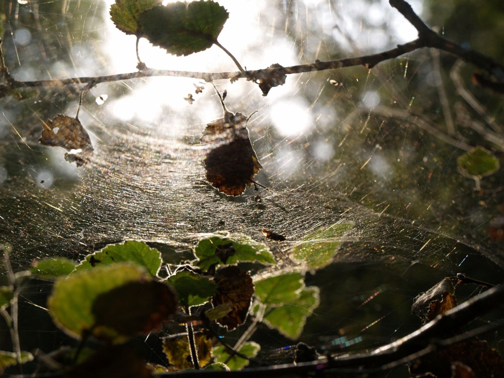Cobweb in the sun, Ivinghoe Common / Ridgeway, Ringshall, Herts