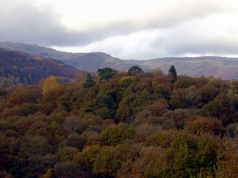 The Trees above Grasmere