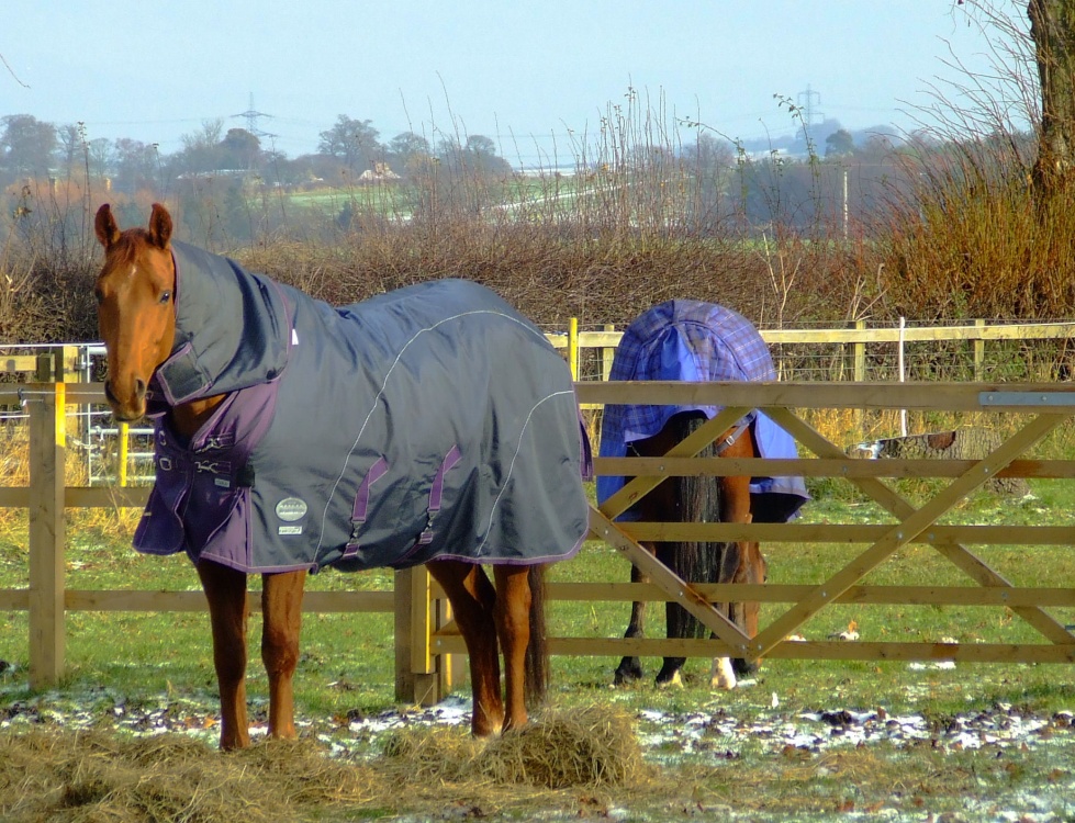 A well wrapped up horse