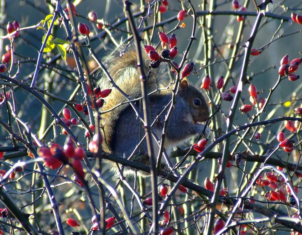 Grey squirrel....sciurus carolinensis