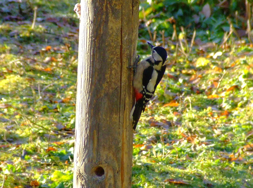 Great spotted woodpecker....dendrocopus major (female)