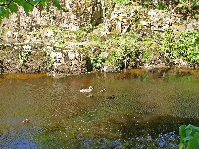 Ducks on the River Wear
