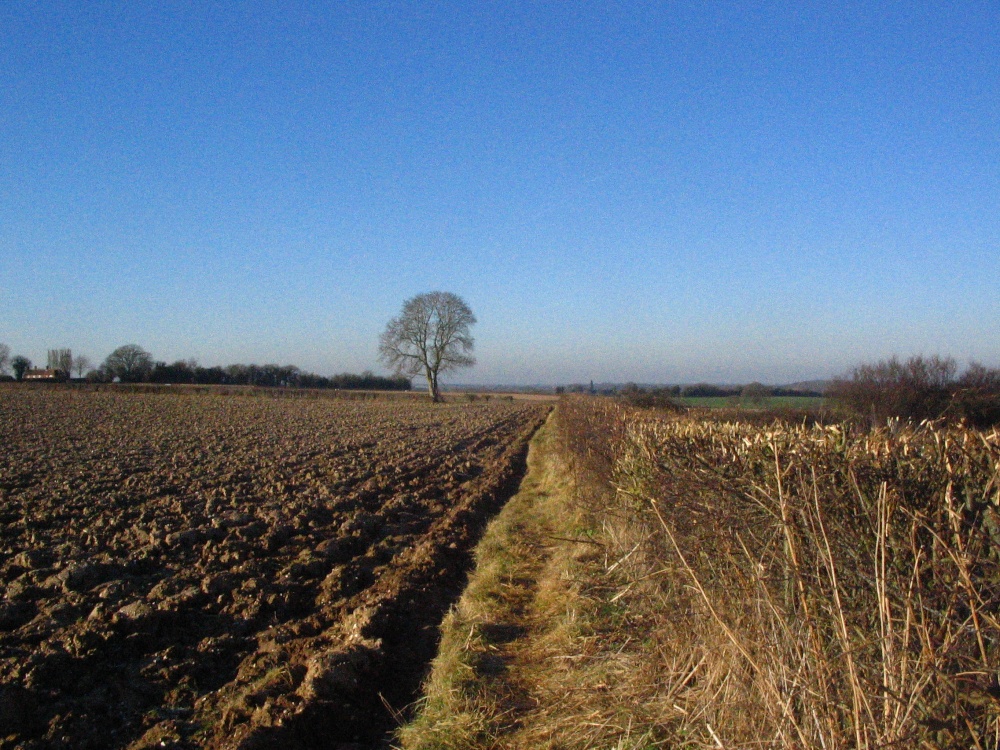 Ploughed field and cut hedgerow