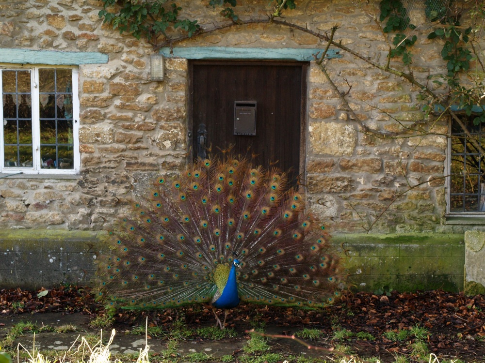 Obliging peacock, Elsfield, near Oxford