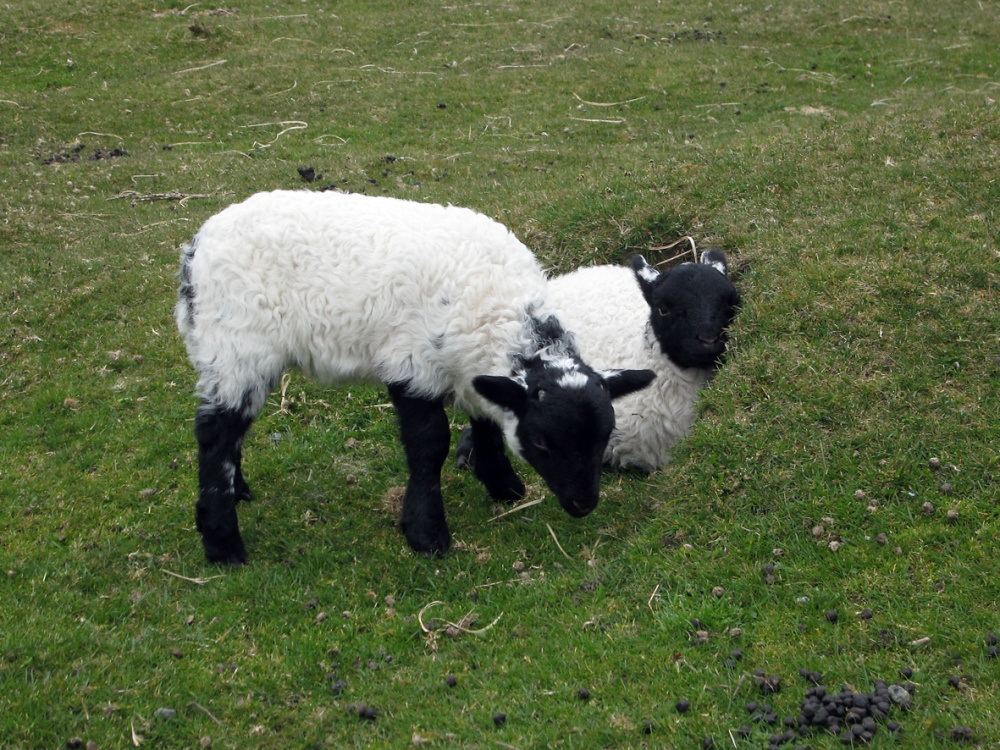 Lovely lambs