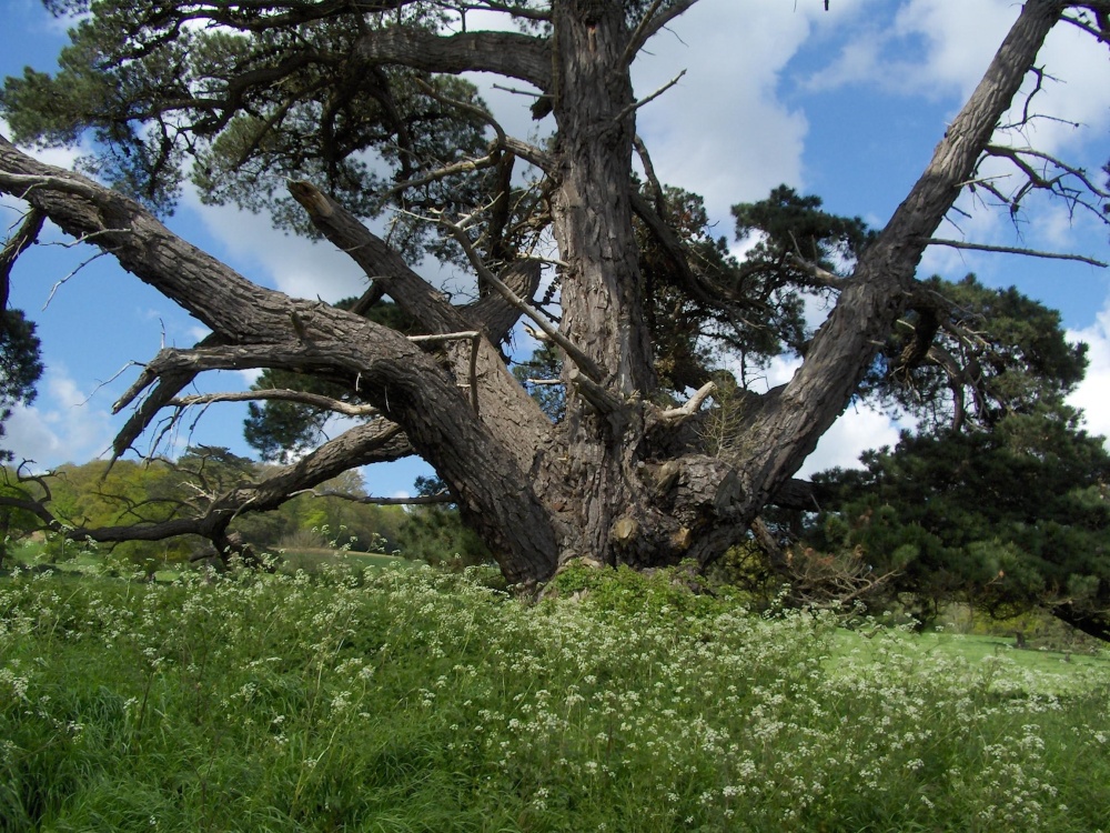 Mature pine, Upton Pyne, near Exeter