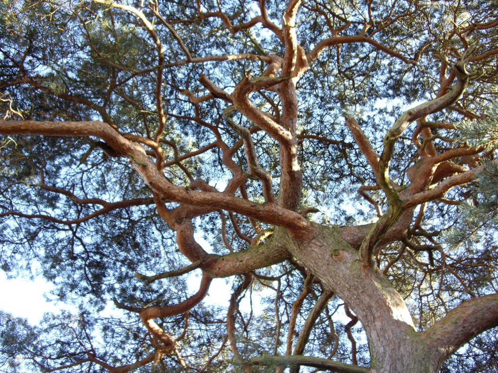Pine Tree in Nunnery Lane