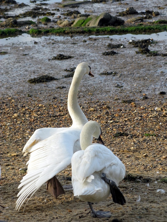 Swans near the River Stour