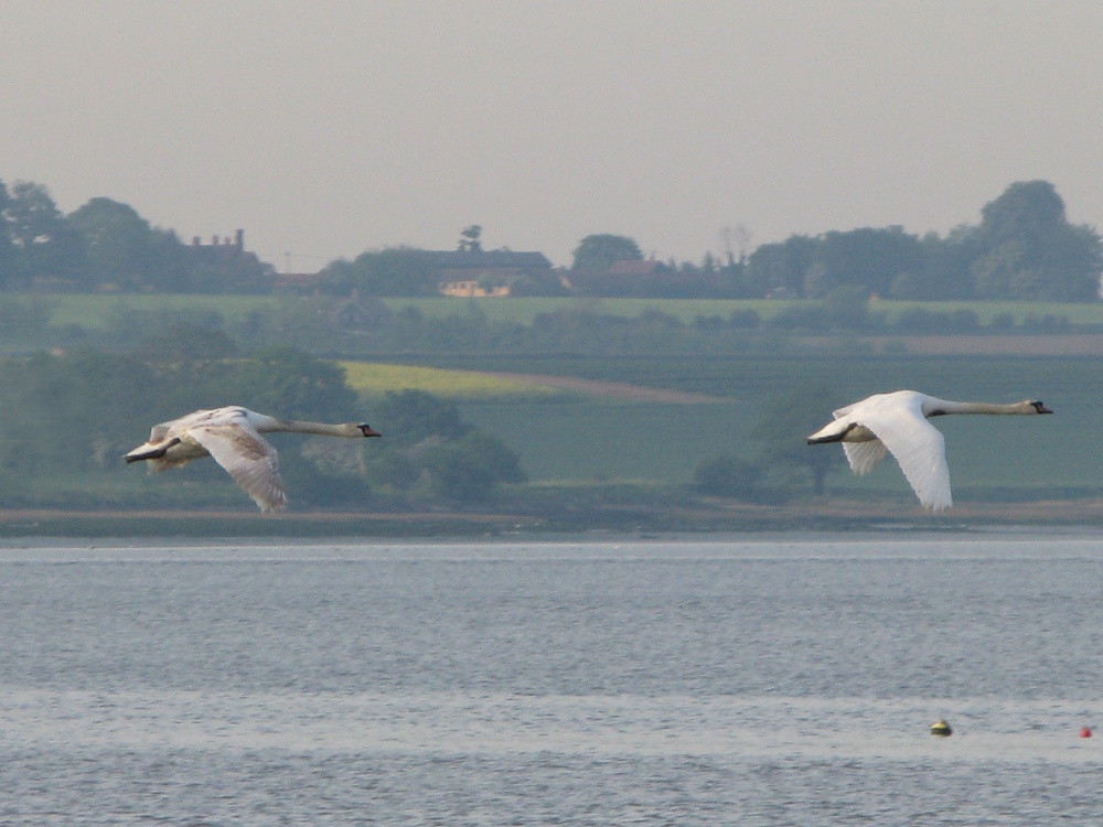 Swans flying over the River Stour