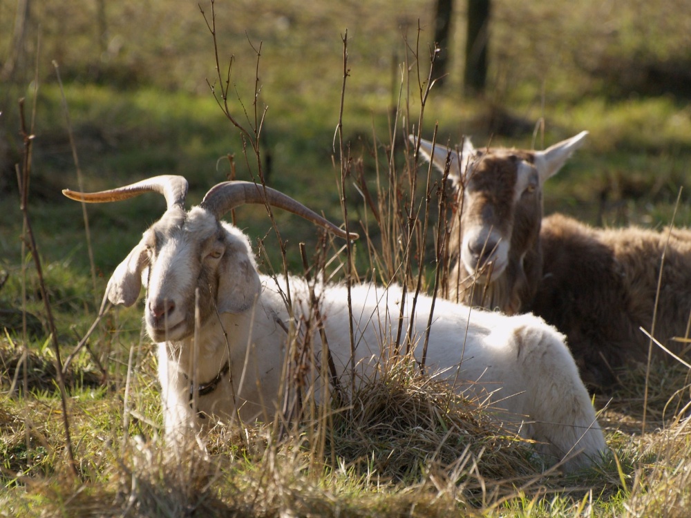 Goats near Pigeons Lock, Kirtlington, Oxon